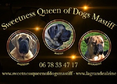 Sweetness Queen Of Dogs Mastiff