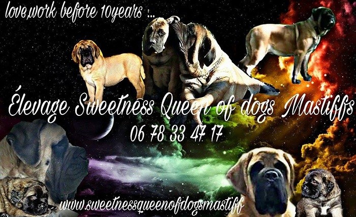 Sweetness Queen Of Dogs Mastiff
