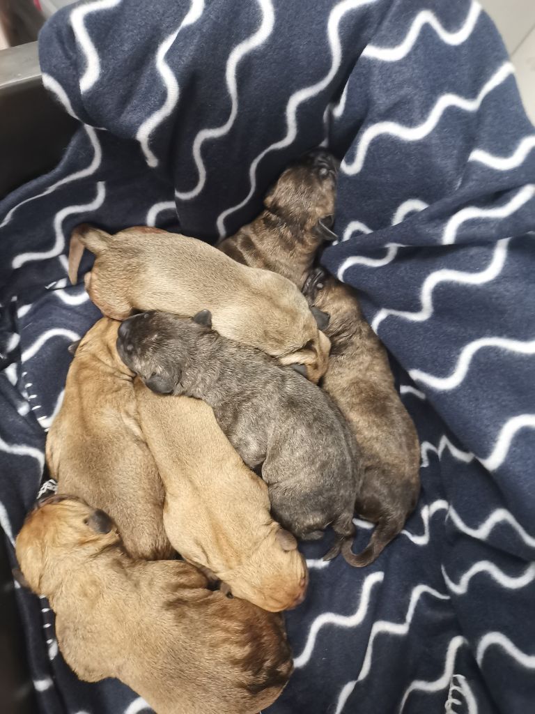 Sweetness Queen Of Dogs Mastiff - Bullmastiff - Portée née le 24/12/2019