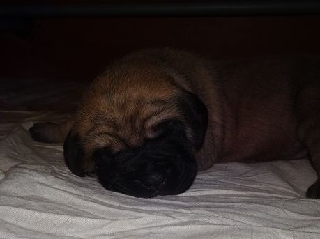 Sweetness Queen Of Dogs Mastiff - Mastiff - Portée née le 07/12/2017