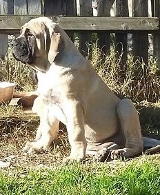 Sweetness Queen Of Dogs Mastiff - Mastiff - Portée née le 17/08/2015