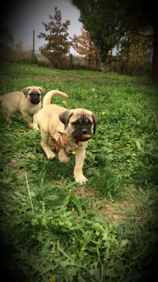 Sweetness Queen Of Dogs Mastiff - Bullmastiff - Portée née le 15/08/2017