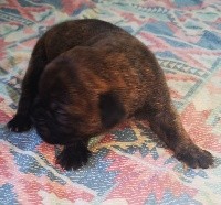 Chiot bringé 