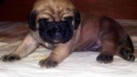 CHIOT
