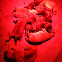 Chiot fauve